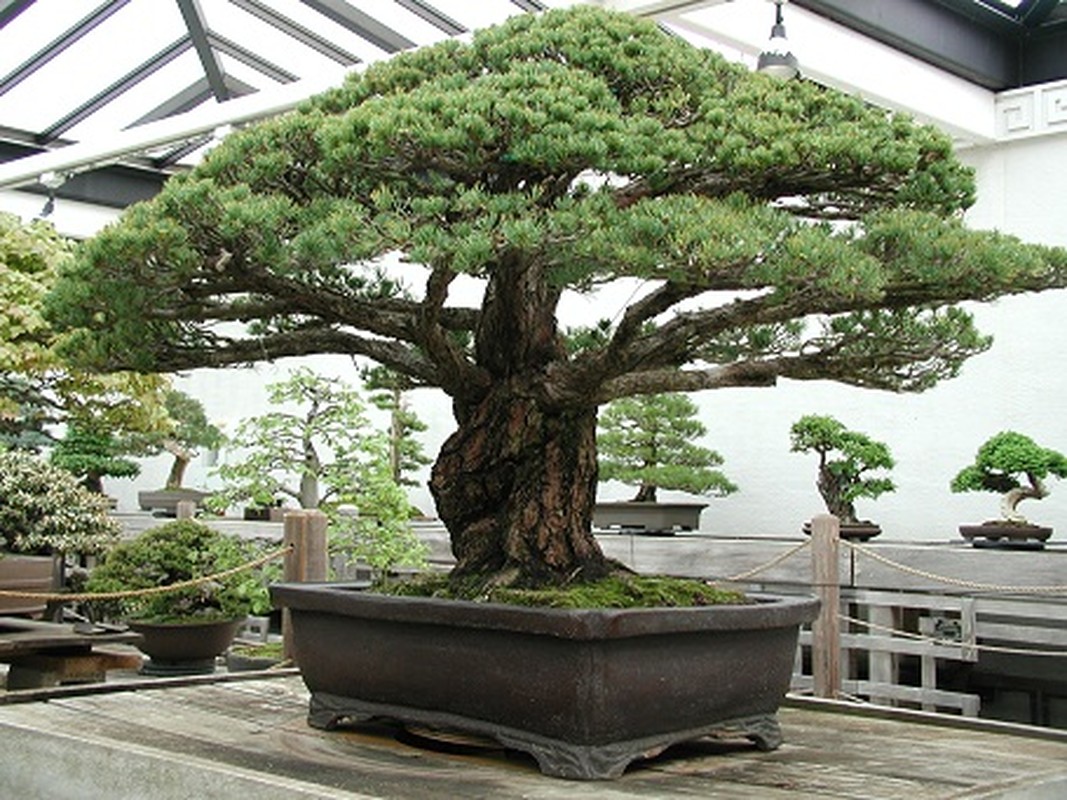 Man nhan cay bonsai 391 nam tuoi khien nguoi xem sung sot-Hinh-5